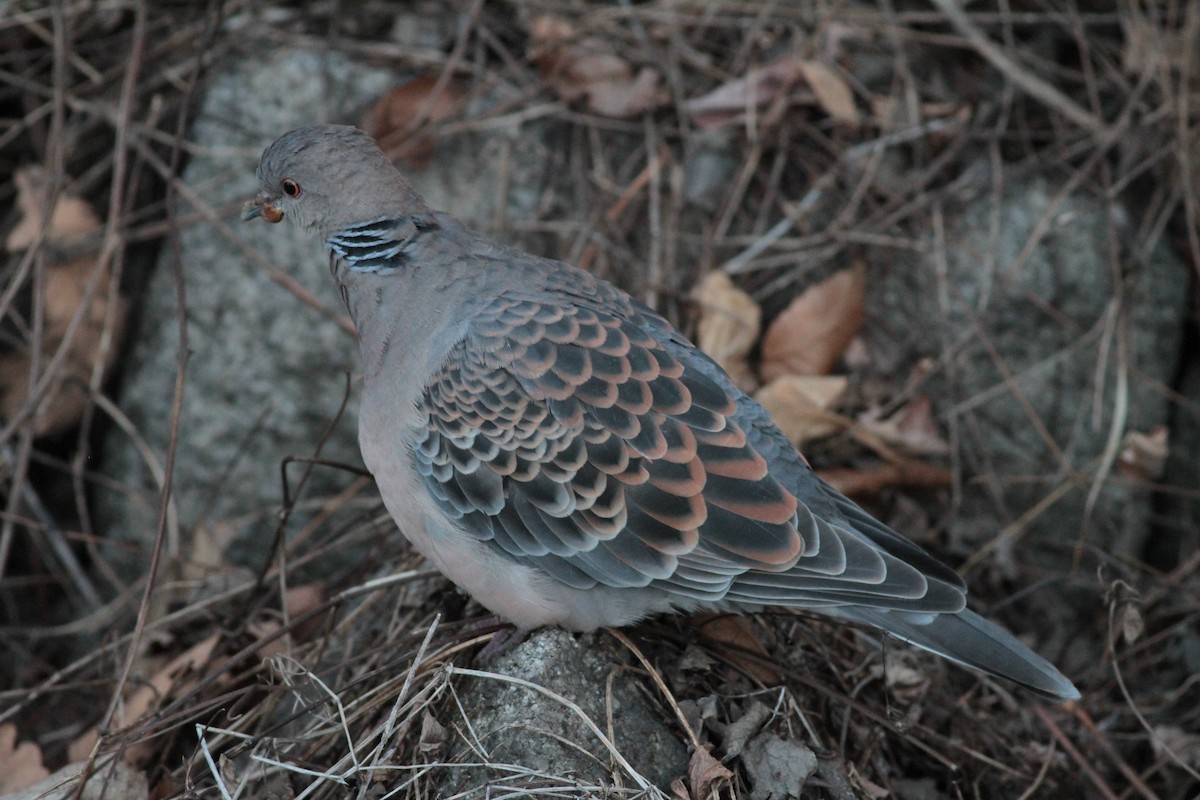 Oriental Turtle-Dove - Marshall Iliff