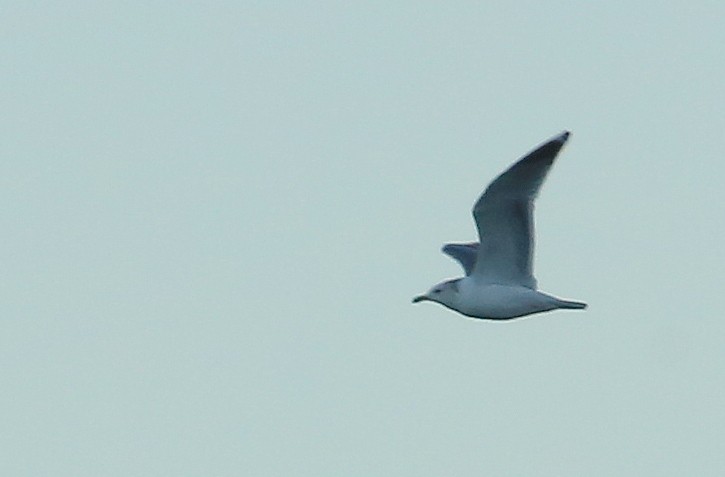 California Gull - ML131673451