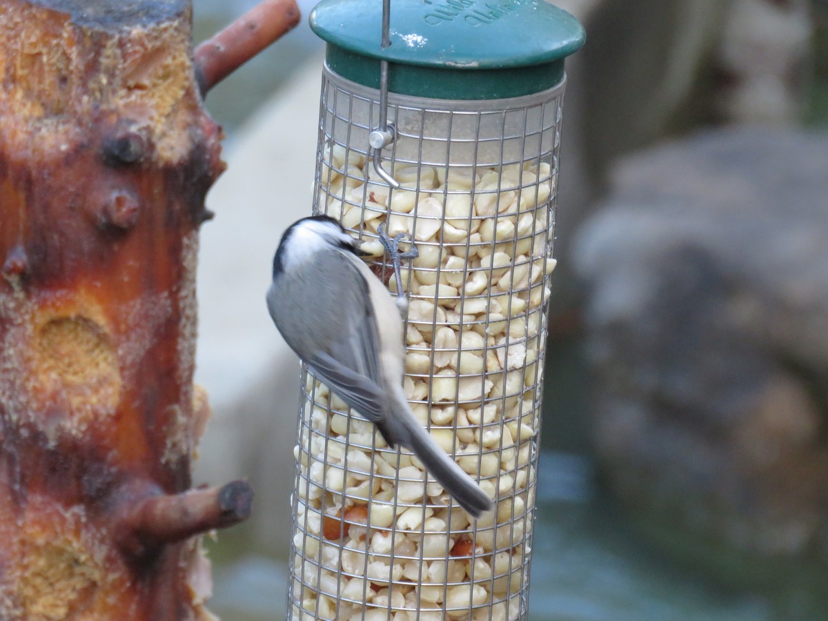 Carolina Chickadee - ML131673761