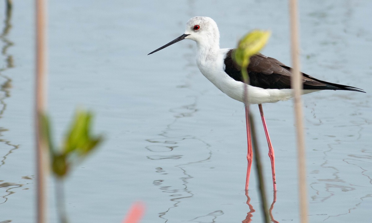 Black-winged Stilt - Paul Fenwick