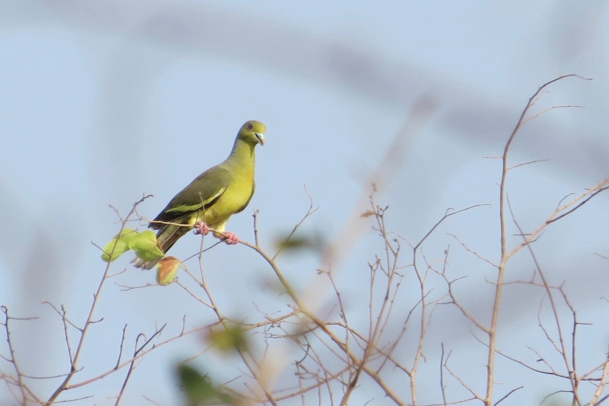 Orange-breasted Green-Pigeon - Jake Glassman