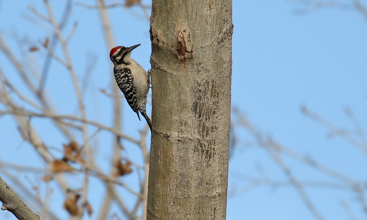 Ladder-backed Woodpecker - Alan Versaw