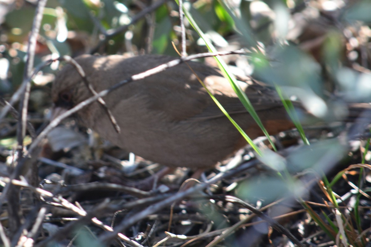 Abert's Towhee - ML131676311