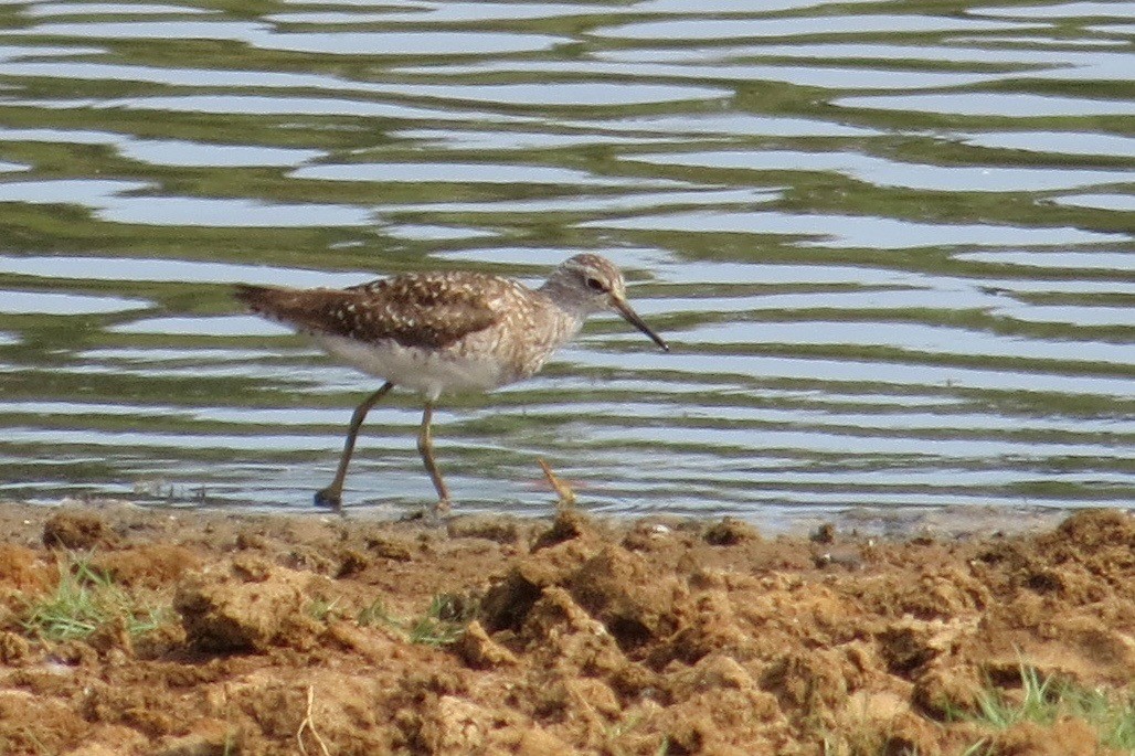 Wood Sandpiper - ML131676381