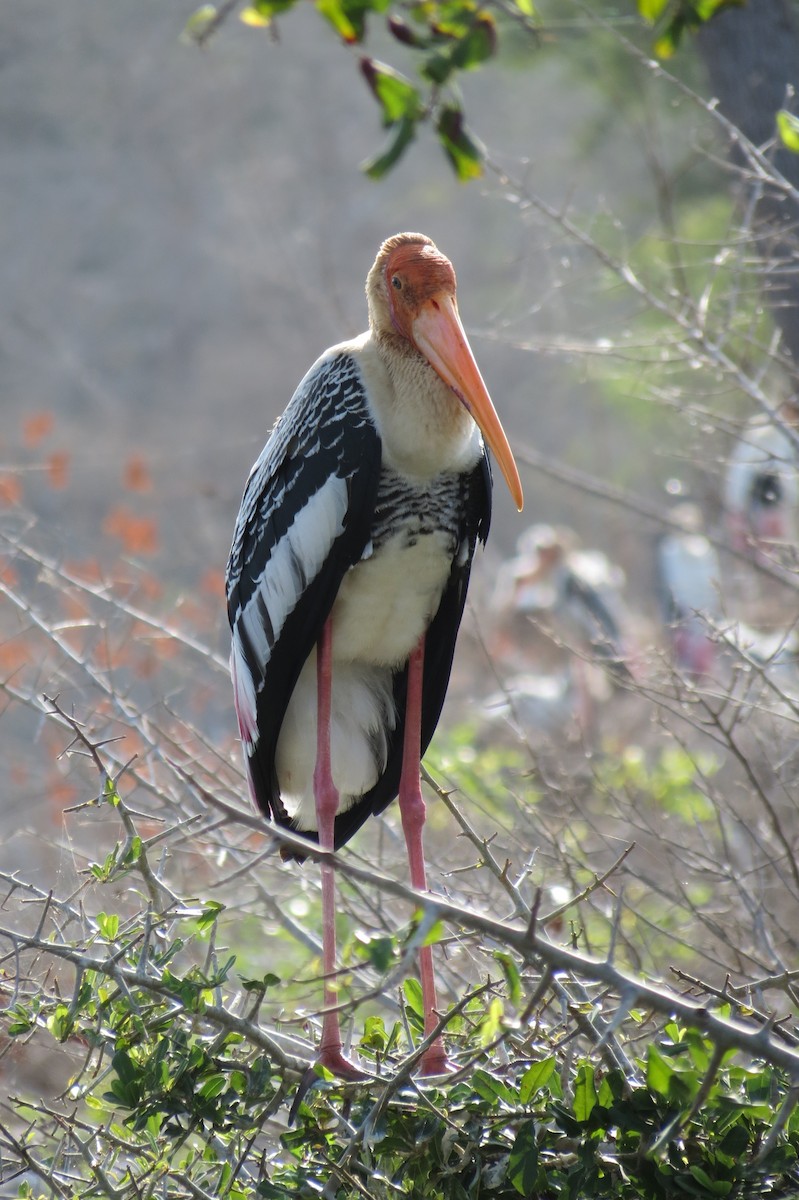 Painted Stork - ML131677581