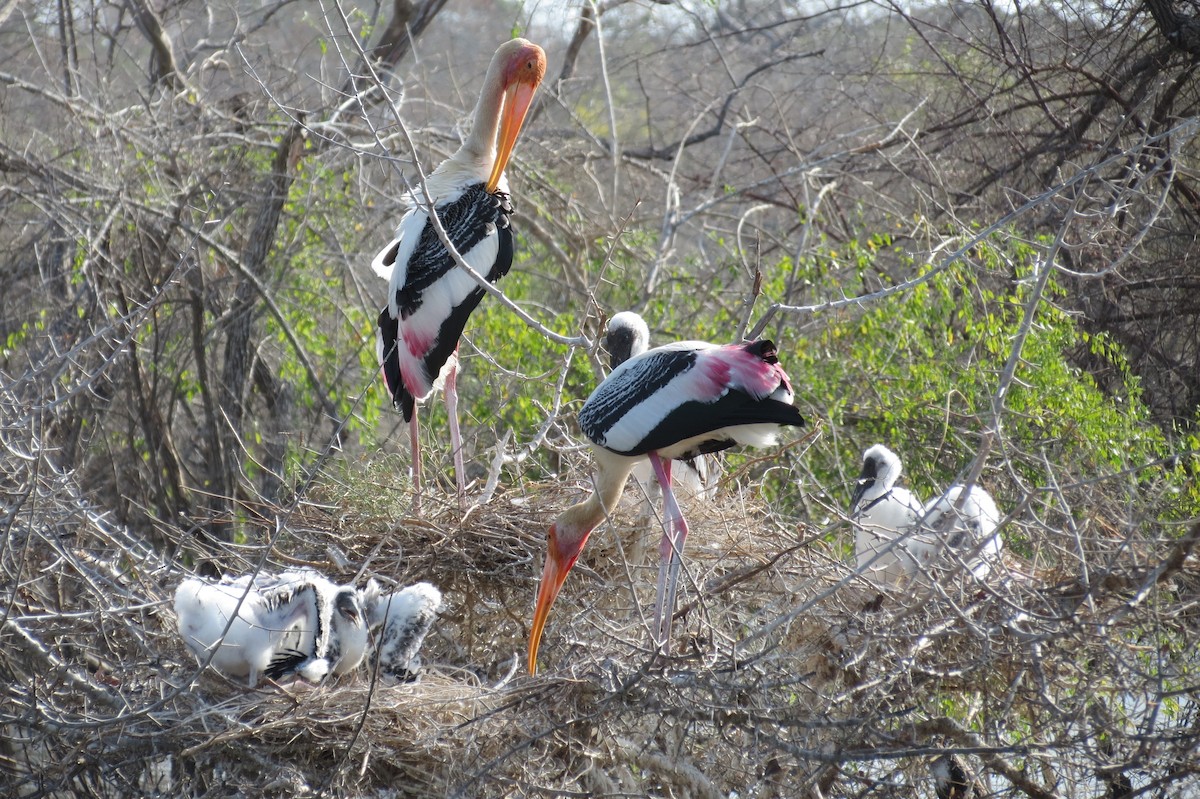 Painted Stork - ML131677591