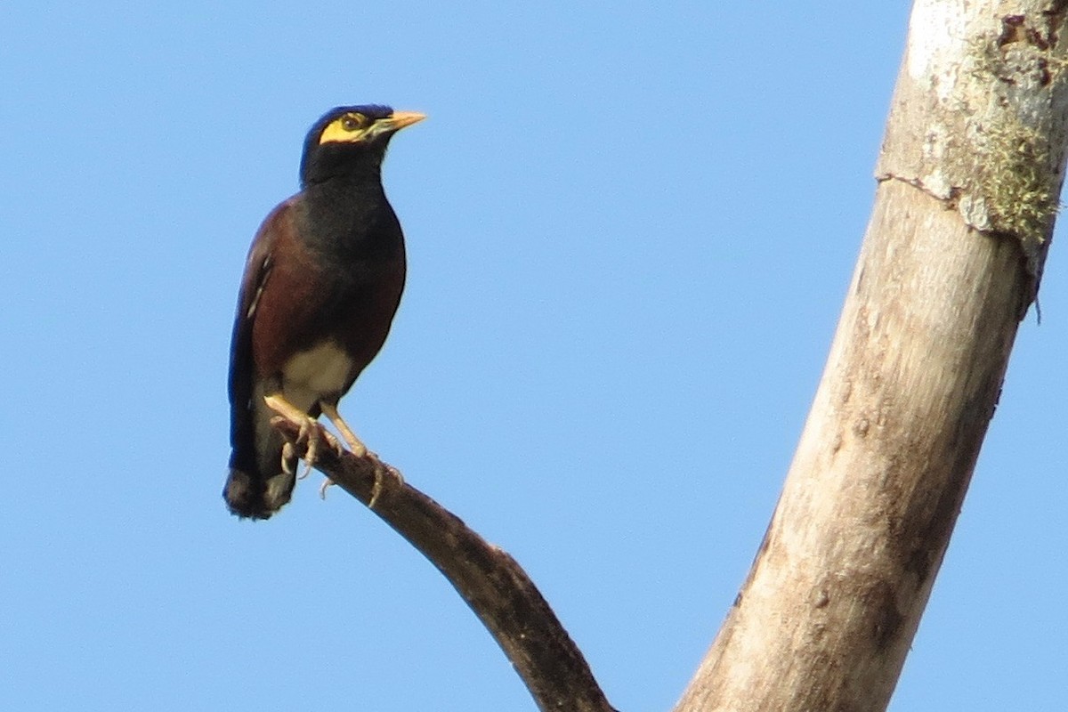 Common Myna - ML131677881