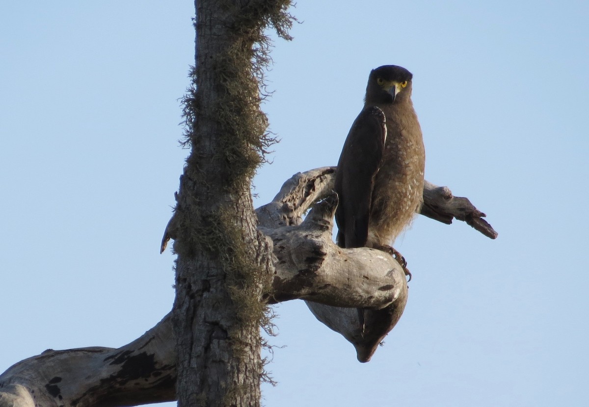 Crested Serpent-Eagle - Jake Glassman