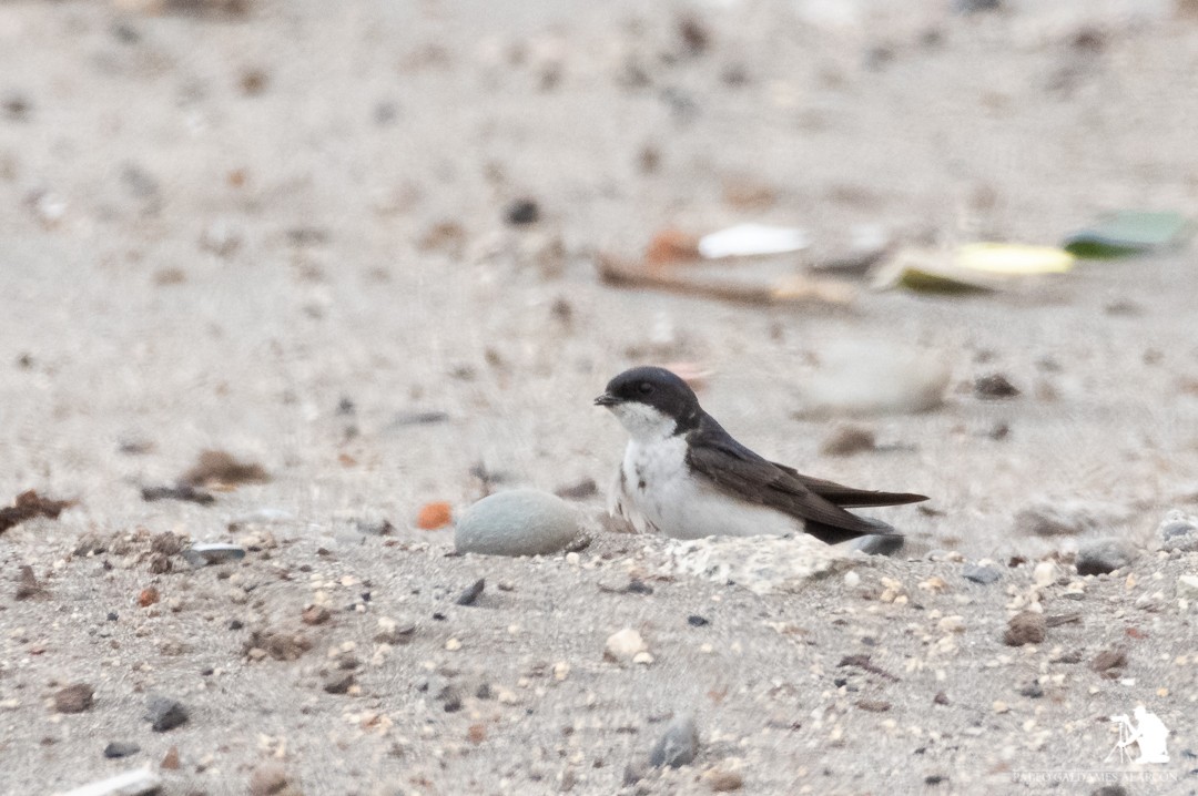 Blue-and-white Swallow - ML131678481