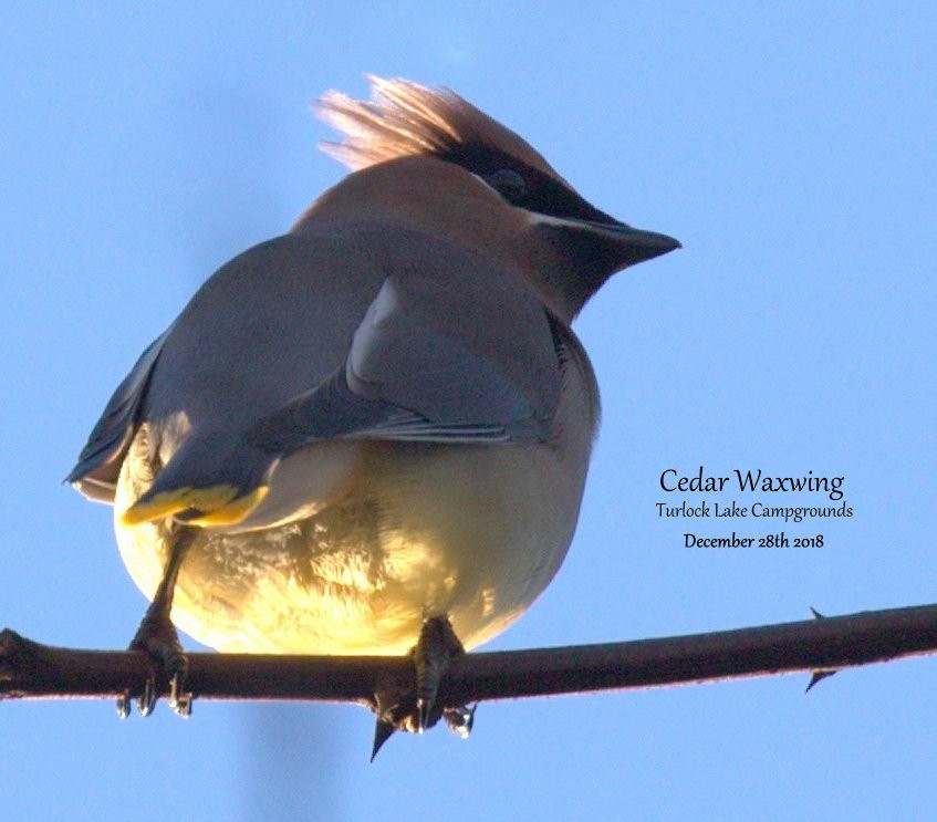 Cedar Waxwing - ML131681241