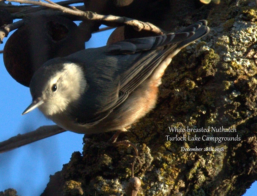 White-breasted Nuthatch - ML131681261