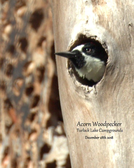 Acorn Woodpecker - ML131681341