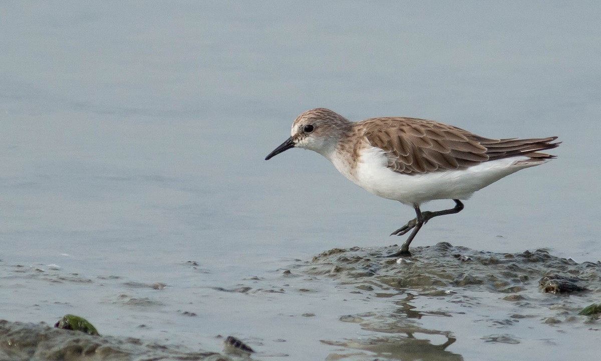 Red-necked Stint - ML131681971