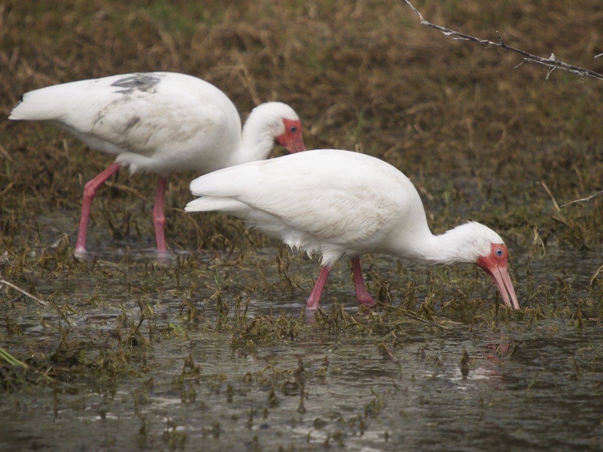 ibis bílý - ML131682561