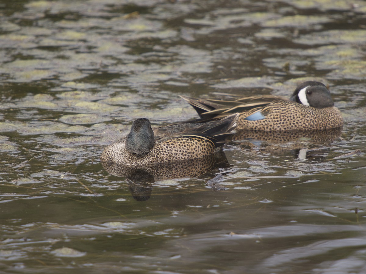 Blue-winged Teal - ML131682611