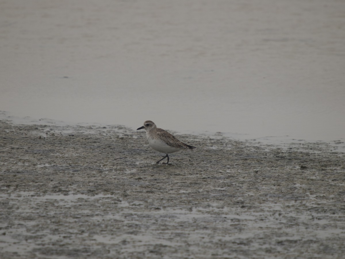 Black-bellied Plover - ML131682881