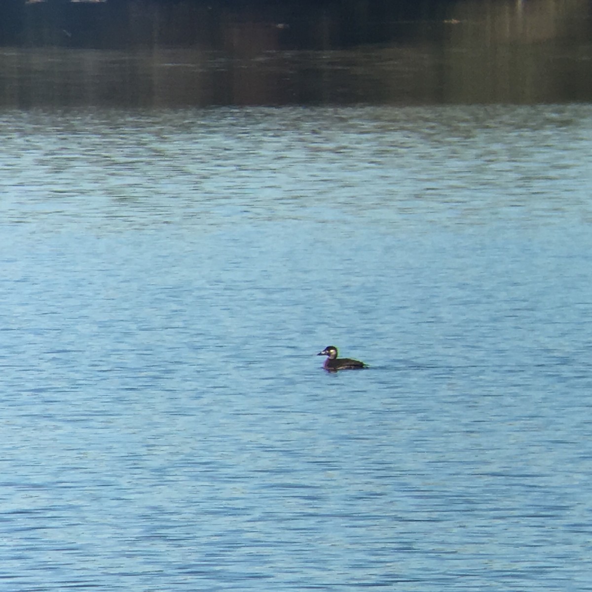 Surf Scoter - ML131684071