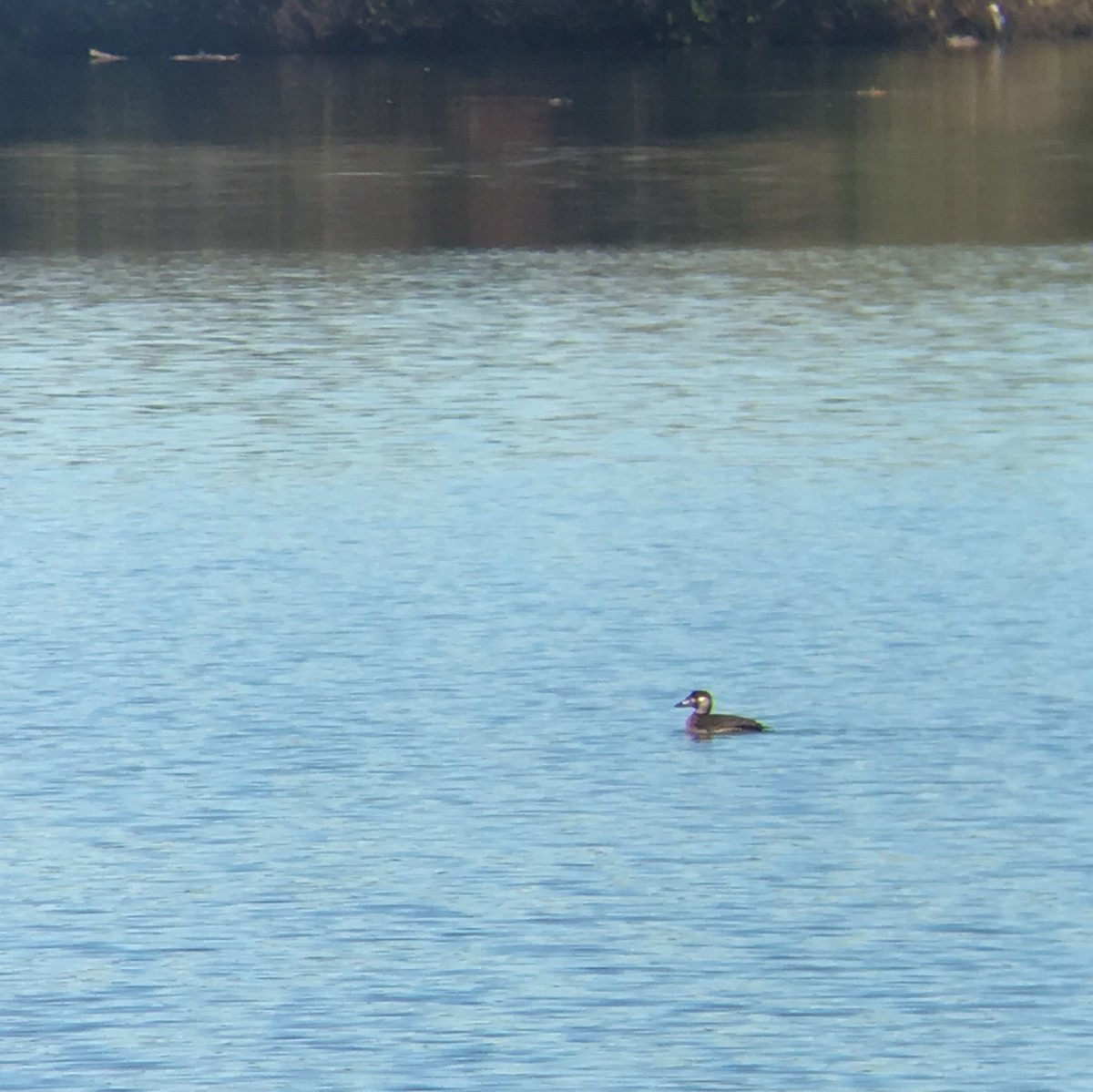 Surf Scoter - ML131684081