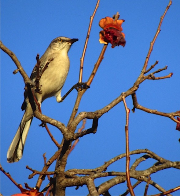 Northern Mockingbird - ML131685771