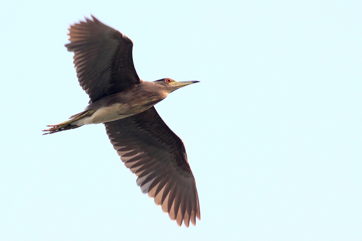 Black-crowned Night Heron - ML131687261