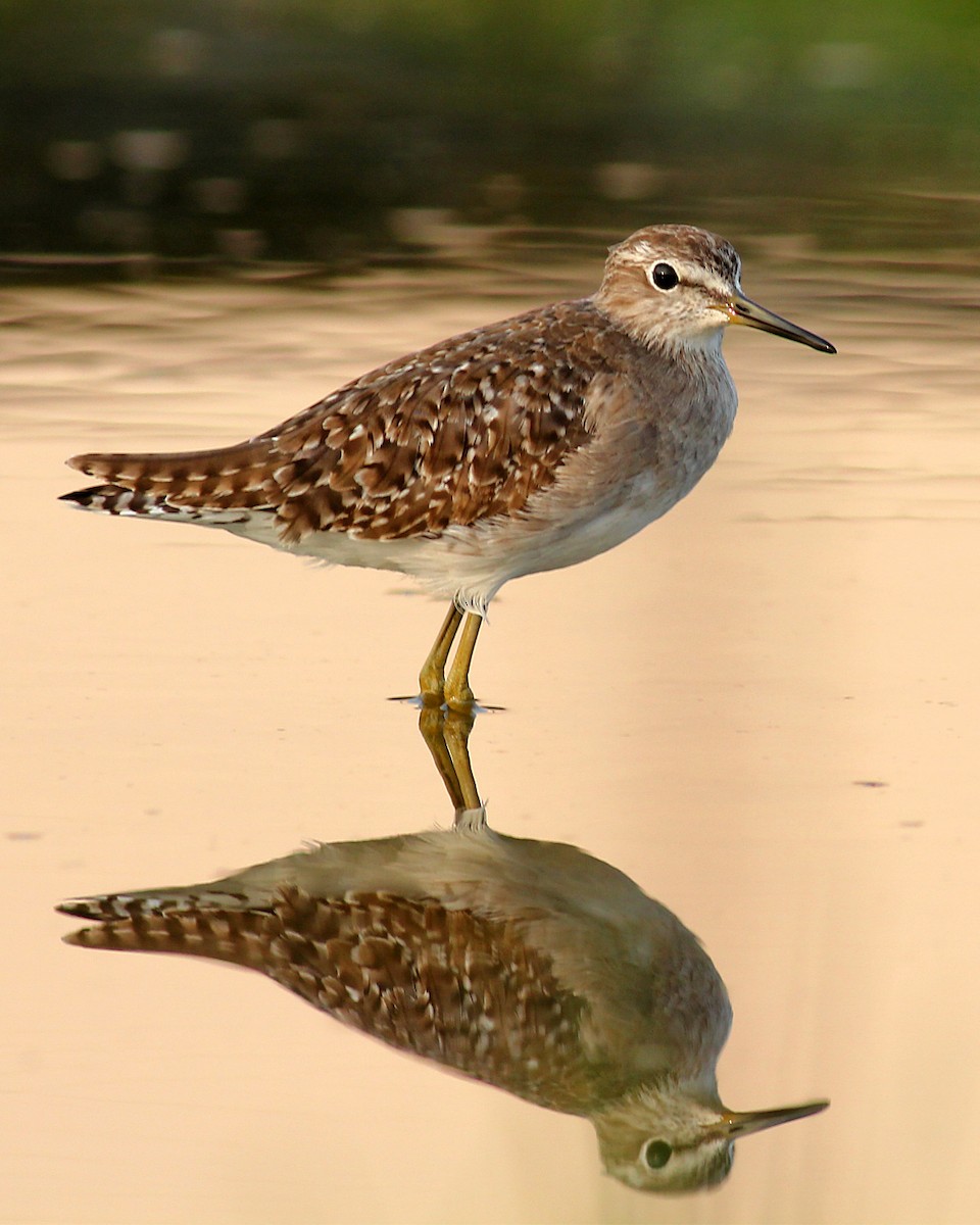 Wood Sandpiper - ML131687381