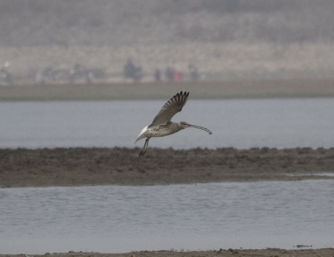 Eurasian Curlew - ML131687681