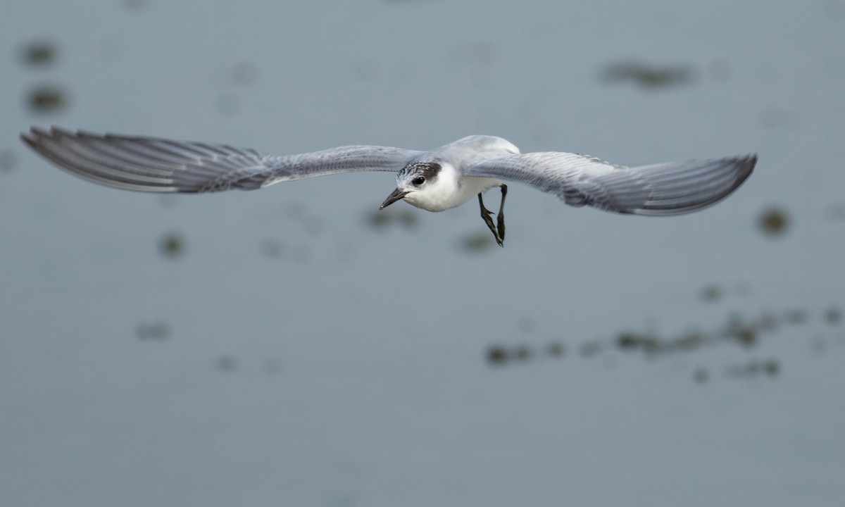 Whiskered Tern - Paul Fenwick