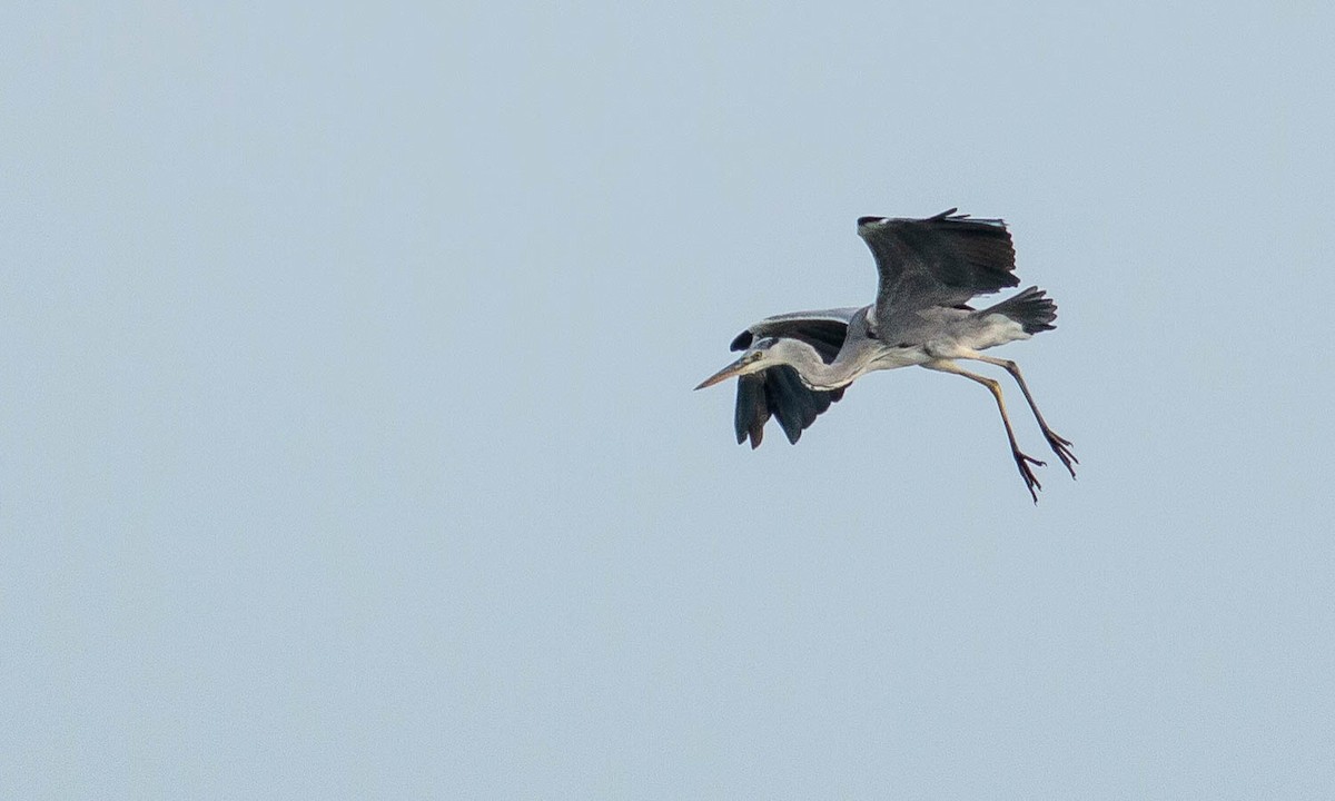 Gray Heron (Gray) - Paul Fenwick