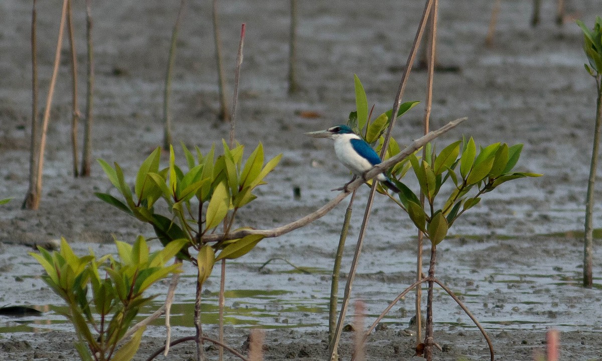 Collared Kingfisher (Oriental) - ML131688691