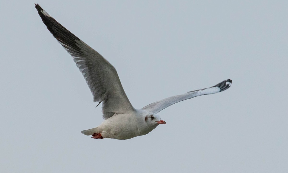 Brown-headed Gull - ML131688951