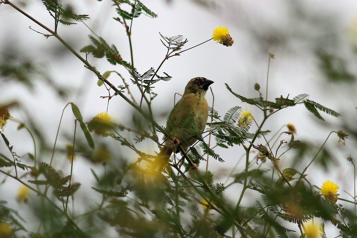 Golden-backed Weaver - Fadzrun A.