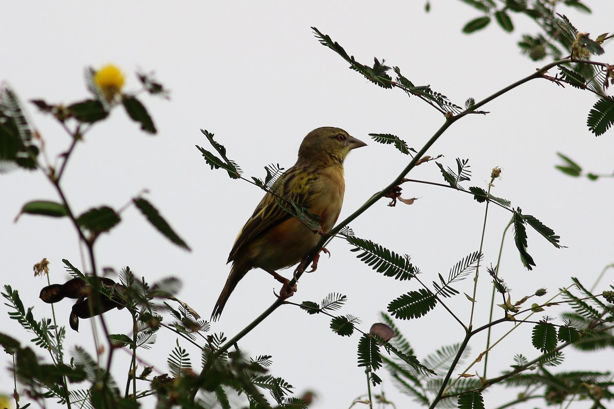 Golden-backed Weaver - Fadzrun A.