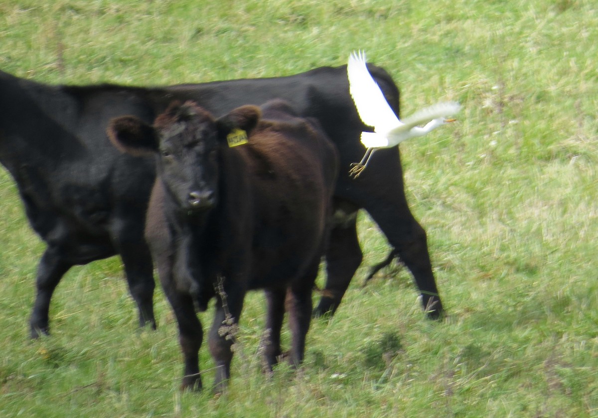 Western Cattle-Egret - ML131691631