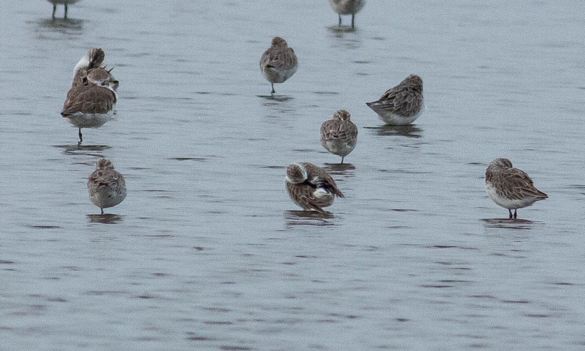 Spoon-billed Sandpiper - Paul Fenwick