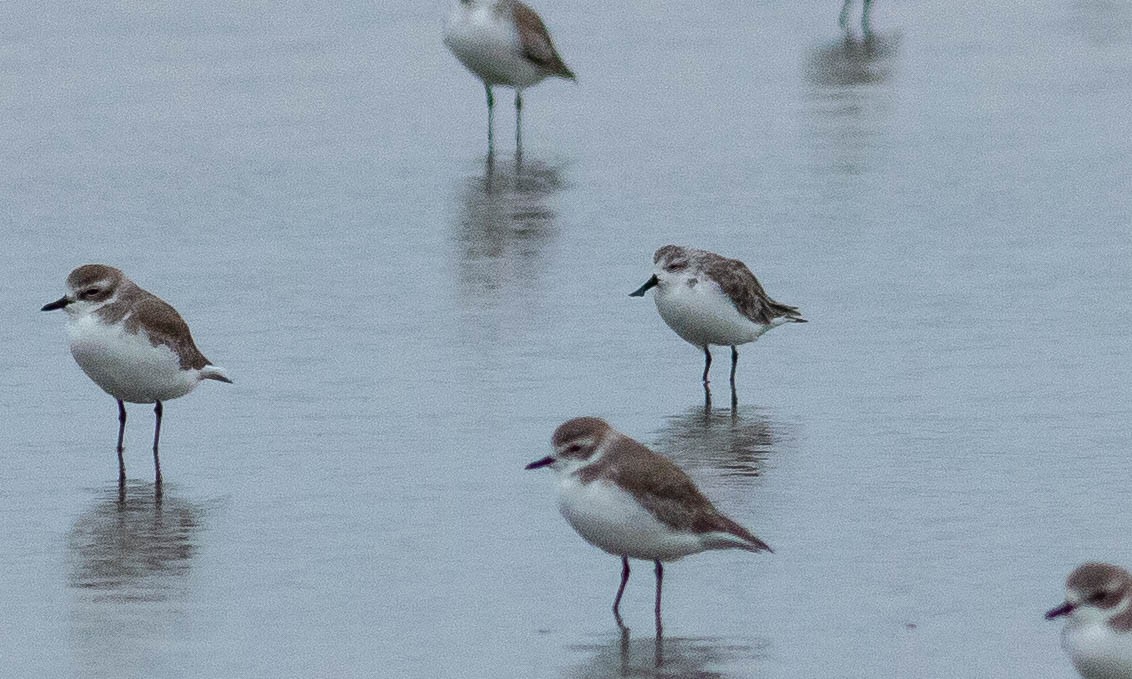 Spoon-billed Sandpiper - Paul Fenwick