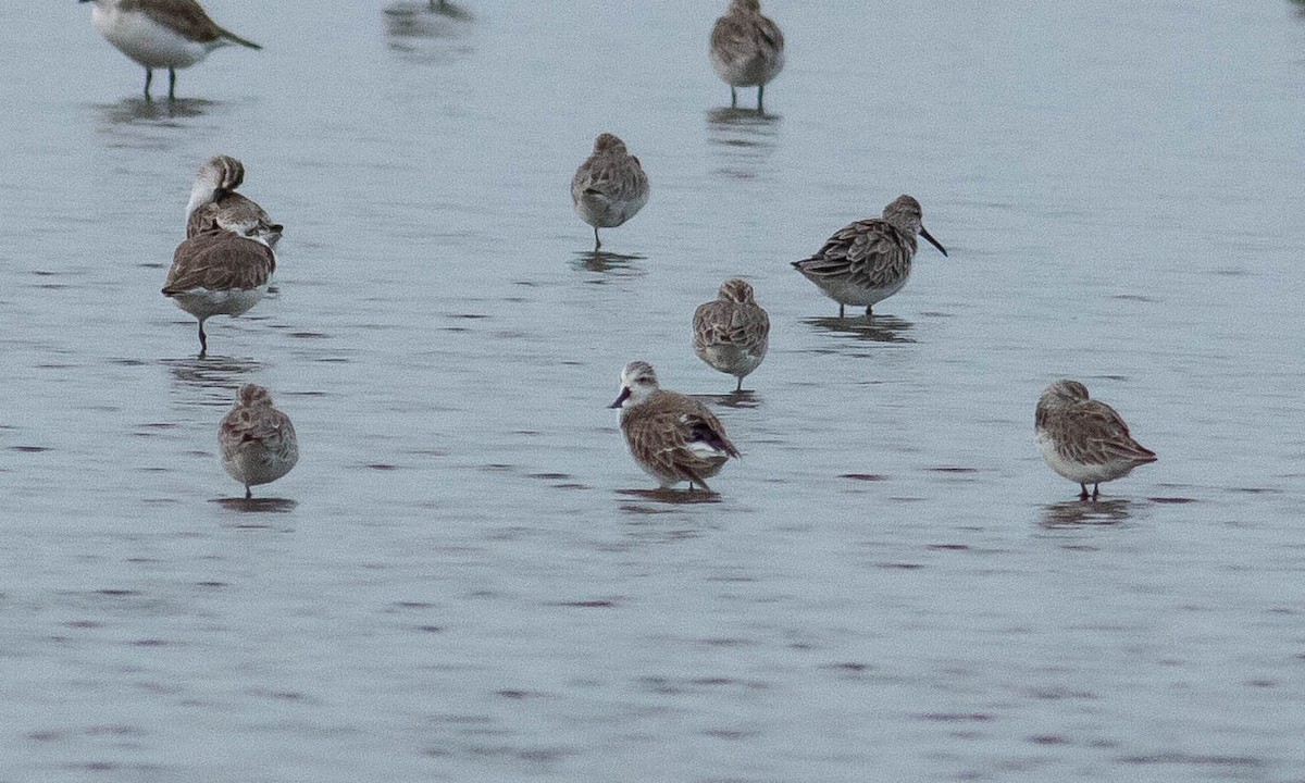 Spoon-billed Sandpiper - ML131691711