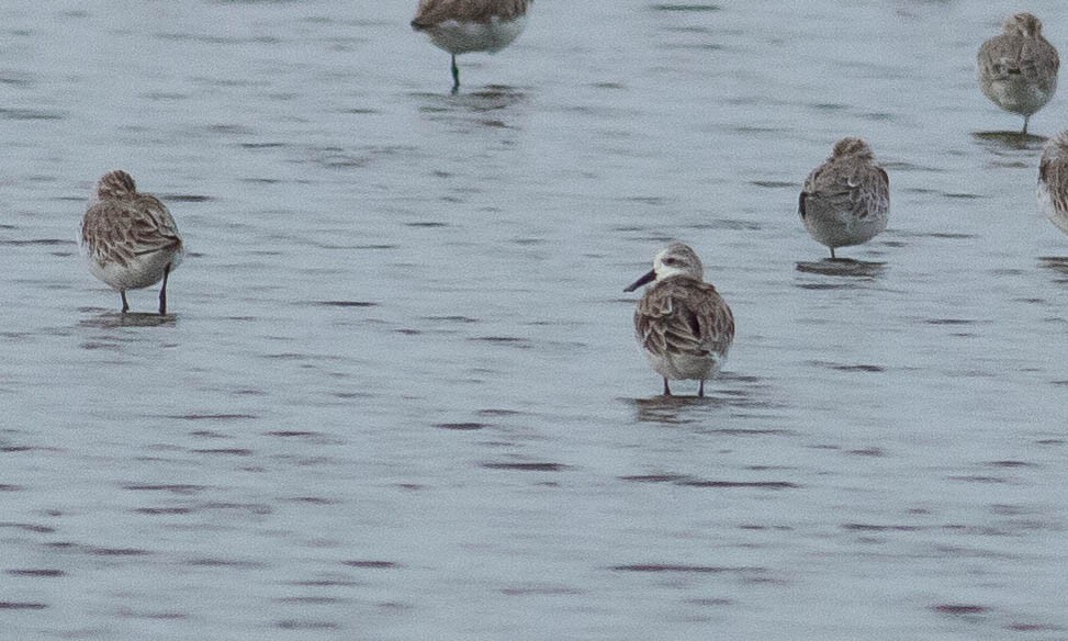 Spoon-billed Sandpiper - ML131691721