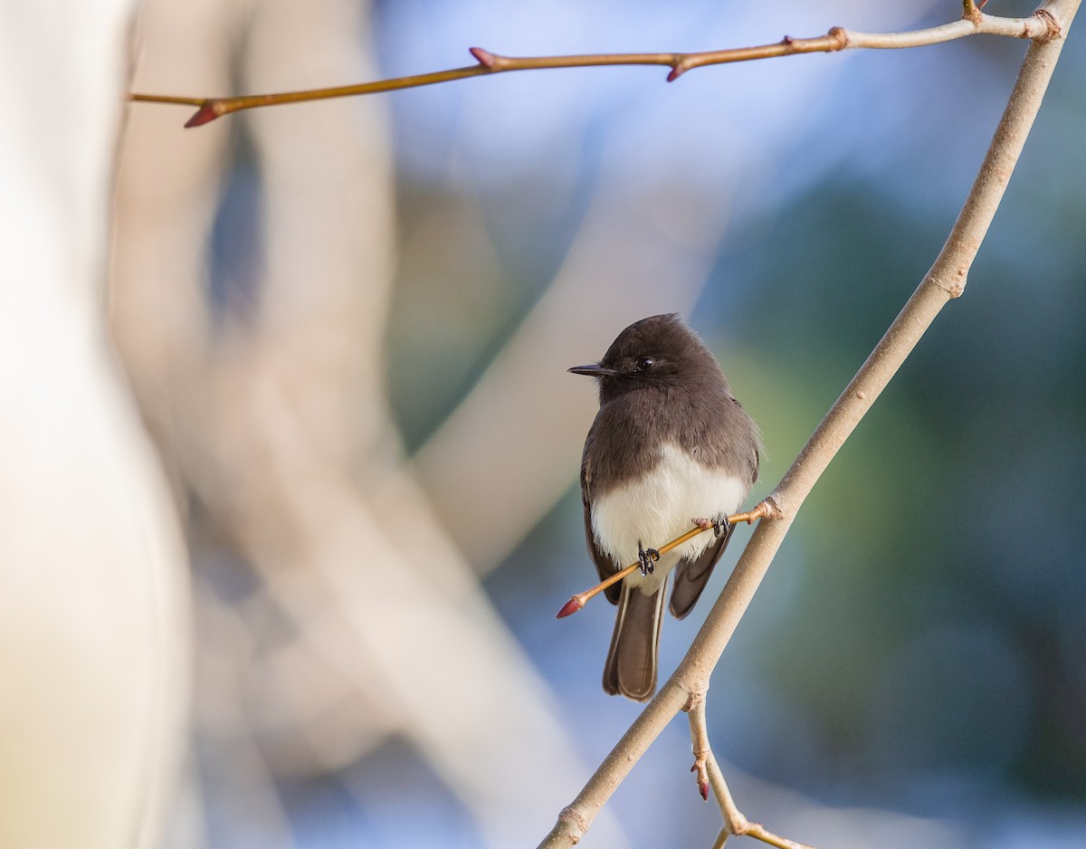 Black Phoebe - ML131692411
