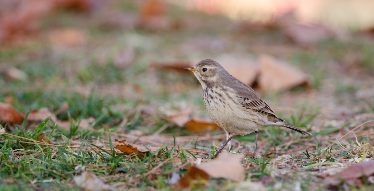 linduška tundrová - ML131692471