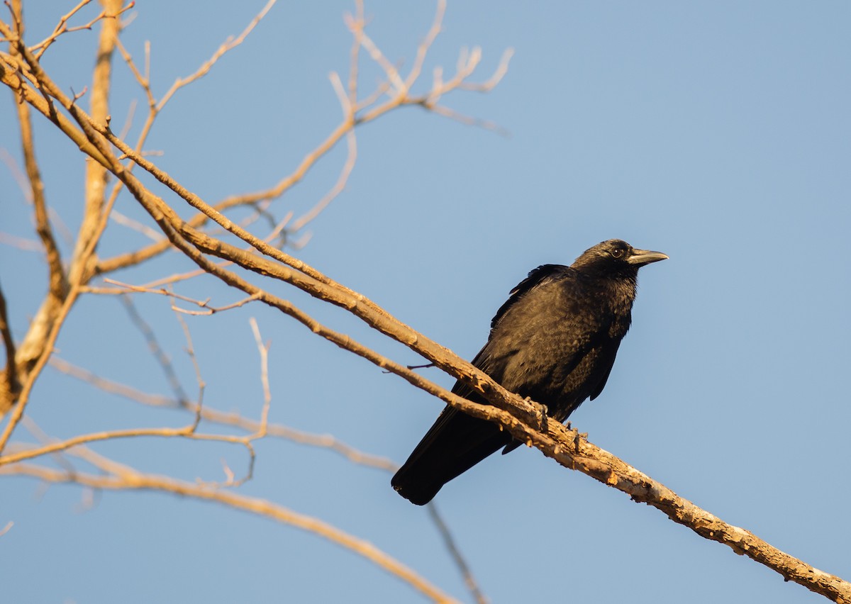 vrána americká - ML131692501