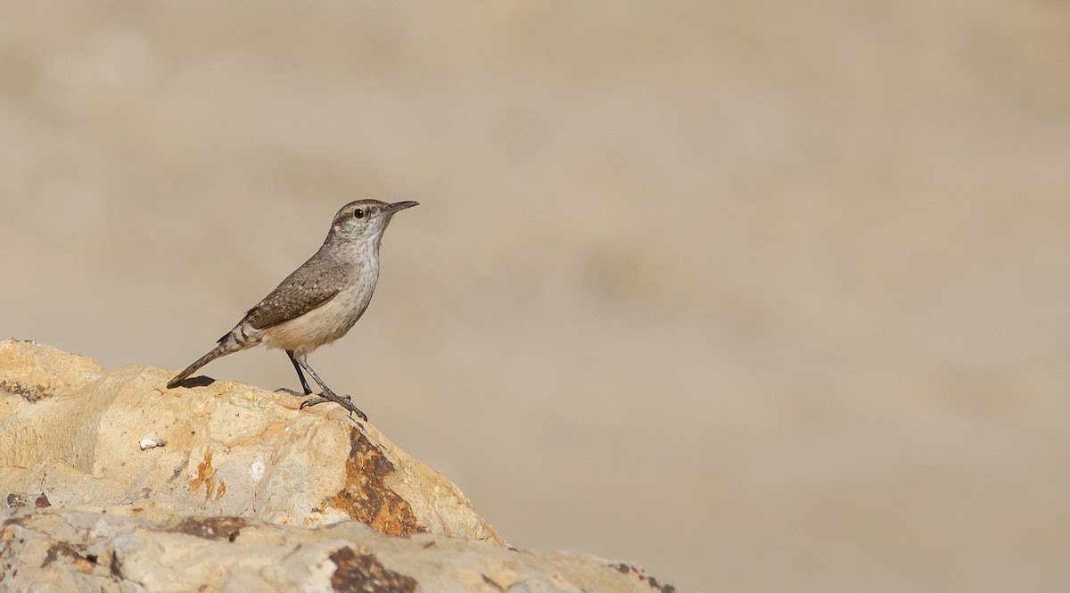 střízlík skalní - ML131692701