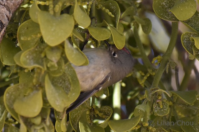 Ruby-crowned Kinglet - ML131693071