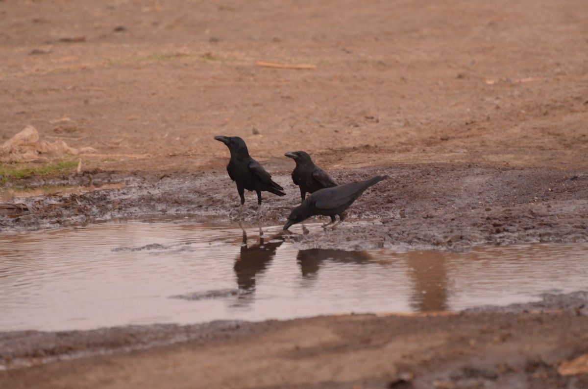 Large-billed Crow - ML131693881