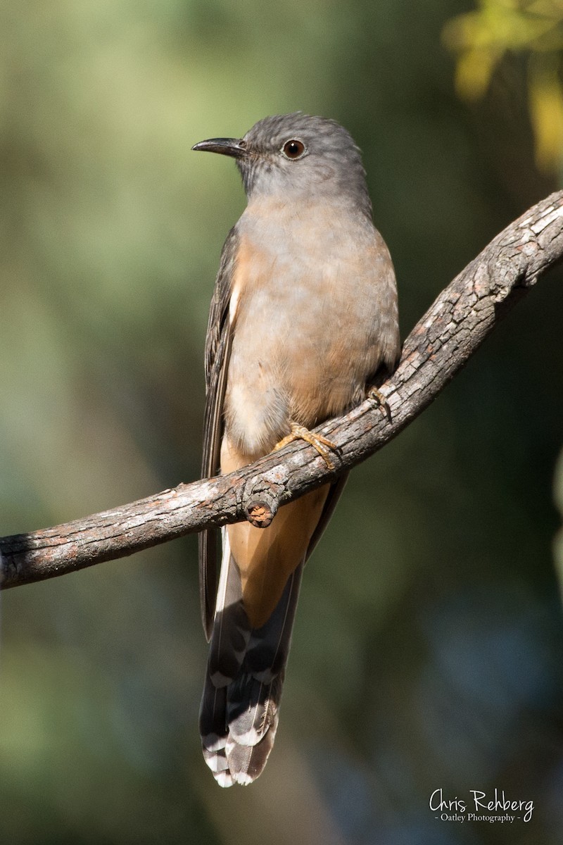 Brush Cuckoo - Chris Rehberg  | Sydney Birding