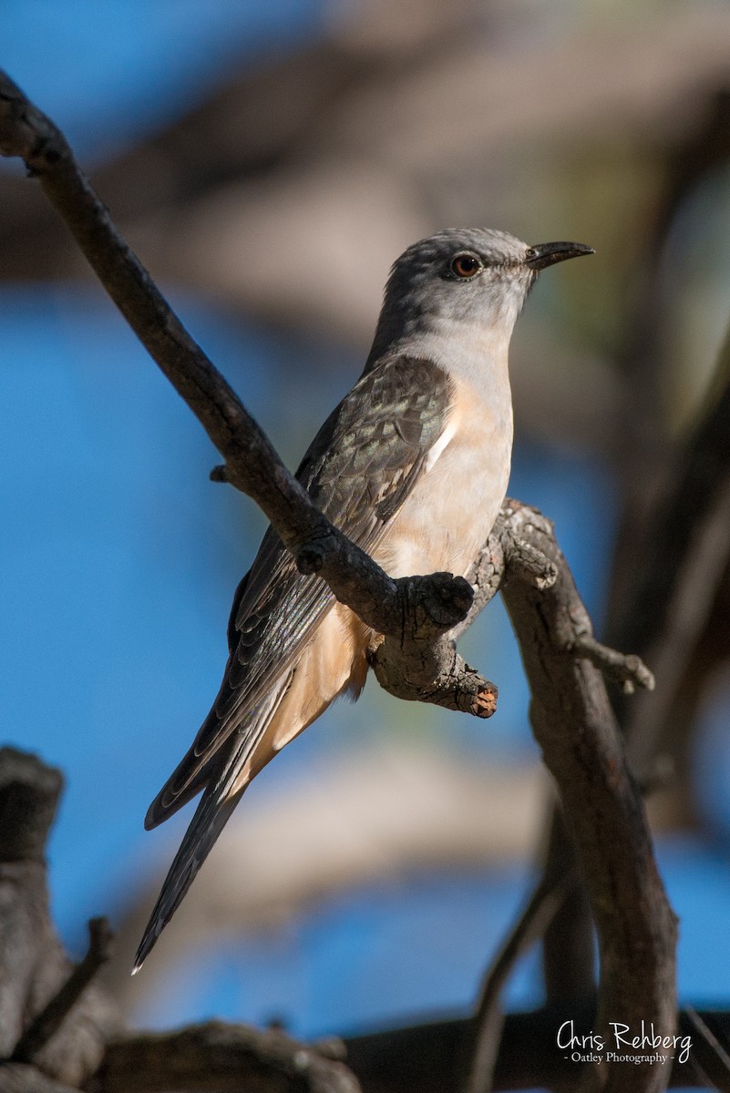 Brush Cuckoo - ML131697761