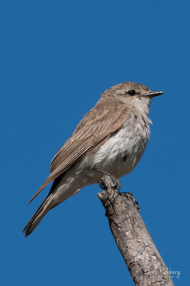 Jacky-winter - Chris Rehberg  | Sydney Birding