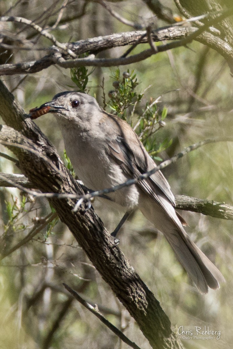 Gray Shrikethrush - Chris Rehberg  | Sydney Birding