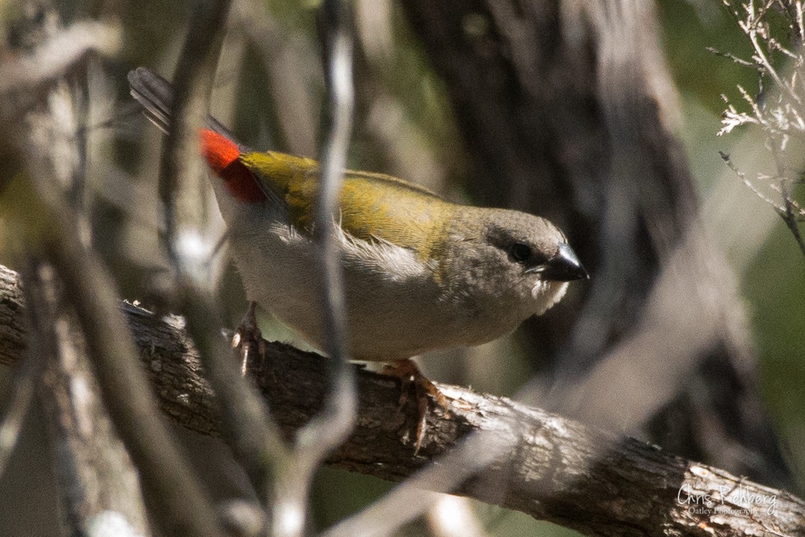 Red-browed Firetail - ML131697901