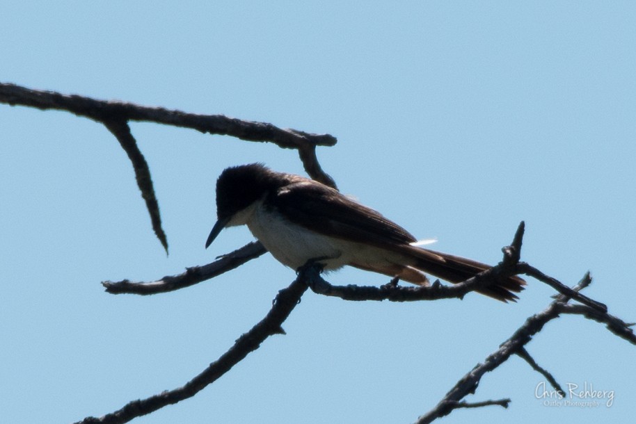 Restless Flycatcher - Chris Rehberg  | Sydney Birding