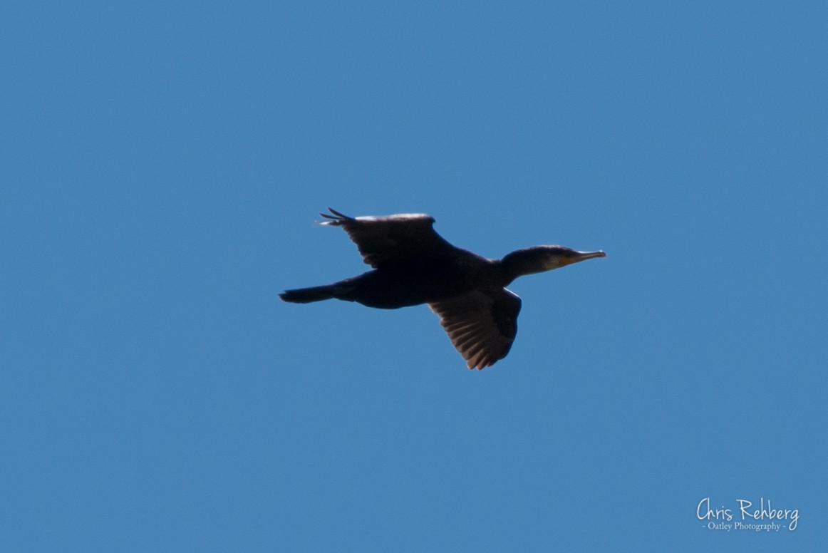 Great Cormorant - ML131698281